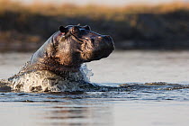 Hippopotamus (Hippopotamus amphibius) Mayuni conservancy, Namibia.