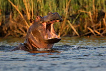 Hippopotamus (Hippopotamus amphibius) with mouth open, Mayuni Conservancy, Namibia.