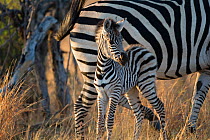 Hartmann&#39;s mountain zebra (Equus zebra hartmannae) calf, Hwange National Park, Zimbabwe.