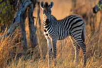 Hartmann's mountain zebra (Equus zebra hartmannae)  calf,                 Hwange National Park, Zimbabwe.