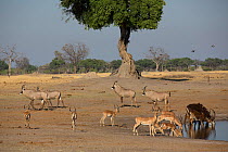 Several  antelopes including Roan antelope (Hippotragus equinus) males and Impala (Aepyceros melampus) at waterhole, Hwange National Park, Zimbabwe.