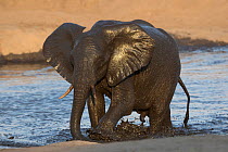 African elephant (Loxodonta africana) bathing, Hwange National Park, Zimbabwe.