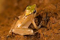 Tropical frog (Phrynobatrachus auritus) Cameroon.