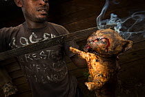 Man smoking a  small wild cat, caught for bush meat, Cameroon, February 2015.