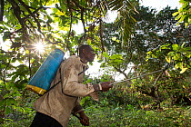 Man spraying cocoa plant with pesticide, Cameroon. February 2015.