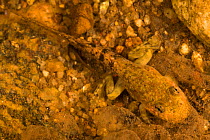 Goliath frog (Conraua goliath) froglet underwater, Cameroon