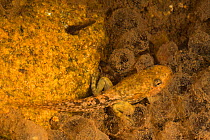 Goliath frog (Conraua goliath) froglet underwater, Cameroon.