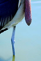 Marabou stork (Leptoptilos crumeniferus) detail with full crop,  Lake Ziway, Rift Valley, Ethiopia
