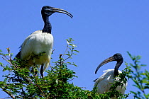 Sacred ibis (Threskiornis aethiopicus) two perched on tree. Lake Ziway, Rift Valley. Ethiopia.