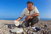 Professor Karim Vahed releasing captive bred Scaly Crickets (Pseudomogoplistes vicentae) onto a shingle beach site on the Devon coast. UK, June 2016.