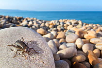 Scaly Cricket (Pseudomogoplistes vicentae) in shingle beach habitat. Chesil Beach, Dorset, UK. June.