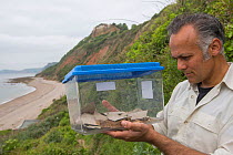 Professor Karim Vahed with captive bred Scaly Crickets (Pseudomogoplistes vicentae) ready for release onto a shingle beach site on the Devon coast. UK, June.