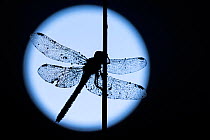 RF - Common darter dragonfly (Sympetrum striolatum) resting on reed, silhouetted against the moon,  Devon, UK. August . (This image may be licensed either as rights managed or royalty free.)