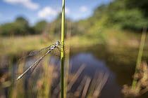 RF - Male emerald damselfly (Lestes sponsa) resting on reed near the water's edge, environmental portrait, Broxwater, Cornwall, UK. August. (This image may be licensed either as rights managed or roya...