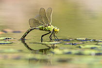 RF - Female emperor dragonfly (Anax imperator) laying eggs on garden pond, Broxwater, Cornwall, UK. July . (This image may be licensed either as rights managed or royalty free.)