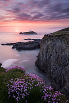 RF - Godrevy Lighthouse and flowering pink thrift (Armeria maritima), nr Hayle, Cornwall, UK. May. (This image may be licensed either as rights managed or royalty free.)