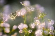 RF - Green-veined white butterfly (Pieris napi) on Ladies smock (Cardamine pratensis), in-camera double exposure to create soft focus effect, Cornwall, UK. May.
