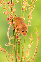 RF - Harvest mouse (Micromys minutus) feeding on common sorrel (Rumex acetosa), Devon, UK (Captive). May. (This image may be licensed either as rights managed or royalty free.)
