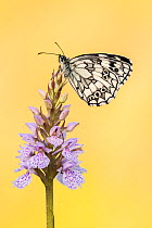 RF - Marbled White butterfly (Melanargia galathea) resting on common spotted orchid, Dunsdon Nature Reserve, Devon, UK. July . (This image may be licensed either as rights managed or royalty free.)