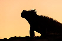 RF - Galapagos Marine Iguana (Amblyrhynchus cristatus), silhouetted at dawn, Fernandina island, Galapagos. April 2014. (This image may be licensed either as rights managed or royalty free.)