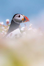 RF - Atlantic puffin (Fratercula arctica) among sea campion (Silene maritima), Skomer Island, Pembrokeshire, UK. May. (This image may be licensed either as rights managed or royalty free.)