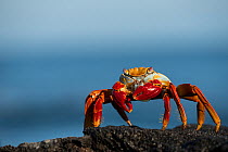 RF - Sally lightfoot crab (Grapsus grapsus) Galapagos, April. (This image may be licensed either as rights managed or royalty free.)