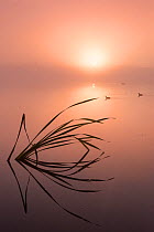RF - Reflected reeds and misty sunrise at Lower Tamar Lakes, Cornwall, UK. July . (This image may be licensed either as rights managed or royalty free.)