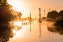 RF - Wareham quay at sunrise, mist and family of mute swans, Dorset, UK. September . (This image may be licensed either as rights managed or royalty free.)