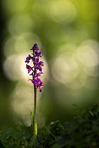 Early purple orchid (Orchis mascula) in flower, Cornwall, England, UK, May.