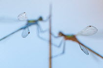 Pair of Emerald damselflies (Lestes sponsa) resting on a reed, with only tips of wings in focus, Cornwall, England, UK, August. Winner of the Close to Nature Category of the Category of the British Wi...
