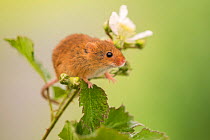 Harvest mouse (Micromys minutus) on Bramble (Rubus) plant, Devon, England, UK, May. Captive.