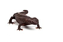 Taliang knobbly newt (Tylototriton taliangensis) on white background captive, endemic to Sichuan China.