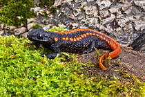 Kweichow crocodile newt (Tylototriton kweichowensis) captive, endemic to China. Vulnerable species,