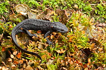 Black knobbly newt (Tylototriton taliangensis) captive occurs in China.