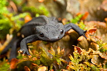 Black knobbly newt (Tylototriton taliangensis) captive occurs in China.