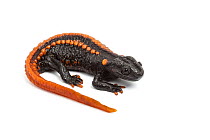 Kweichow crocodile newt (Tylototriton kweichowensis) on white background, captive, endemic to China. Vulnerable species,