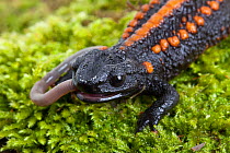 Kweichow crocodile newt (Tylototriton kweichowensis) eating worm. Captive, endemic to China. Vulnerable species,