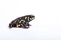 Redbelly toad (Melanophryniscus stelzneri) on white background, captive, endemic to  Argentina
