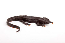 Taliang knobbly newt (Tylototriton taliangensis) on white background captive, endemic to Sichuan China.