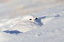 White-tailed ptarmigan (Lagopus leucura) hunkered down, perfectly camouflaged in snow, Jasper National Park, Alberta, Canada, December