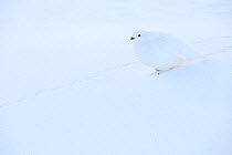 White-tailed ptarmigan (Lagopus leucura) hunkered down, perfectly camouflaged in snow, Jasper National Park, Alberta, Canada, December