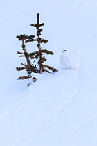 White-tailed ptarmigan (Lagopus leucura) hunkered down next to small tree shoots, perfectly camouflaged in snow, Jasper National Park, Alberta, Canada, December
