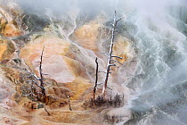 Mammoth Hot Springs, Yellowstone National Park, Wyoming, USA, January. The colours are from coloured cyanobacteria and algae that survive in the hot geothermal waters.