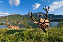 Rocky Mountain elk (Cervus elaphus nelsoni) bulls along Talbot Lake, Jasper National Park, Alberta, Canada, August