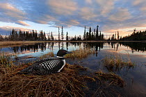 Common loon (Gavia immer) sits on her nest at sunset in the Cariboo region of British Columbia, Canada, taken with remote, May