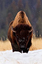 Plains bison (Bison bison bison) head on portrait, Yellowstone National Park, Wyoming, USA December