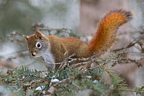 American Red squirrel (Tamiasciurus hudsonicus) climbs around a tree in Jasper National Park, Alberta, Canada, December
