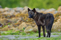 Coastal Grey wolf (Canis lupus) alpha male in the intertidal zone, Vancouver Island, British Columbia, Canada August