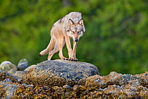 Coastal Grey wolf (Canis lupus) alpha female in the intertidal zone, Vancouver Island, British Columbia, Canada August
