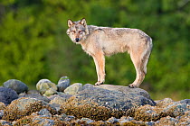 Coastal Grey wolf (Canis lupus) alpha female in the intertidal zone, Vancouver Island, British Columbia, Canada August